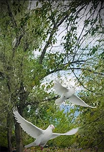 doves amongst the trees